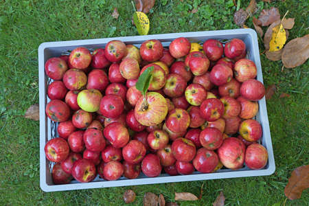 gray box with picked fresh ripe red apples on the garden lawn