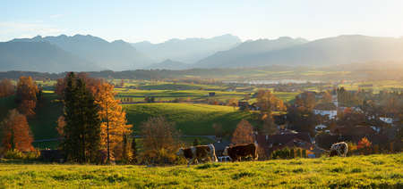 rural village Aidling in autumn, evening mood with view to mountain range bavarian alps, grazing cows in front.の写真素材