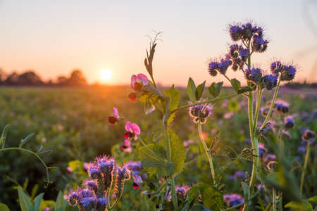 sweet pea plants and phacelia blossoms at the field, fodder plant for bees, sunset scenery....