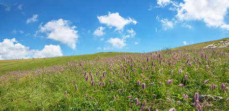 meadow with pink knotweed wildflowers at monte baldo mountain, italy. blue sky with clouds and copy...