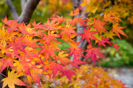 colorful leaves of a japanese maple tree, detail shot