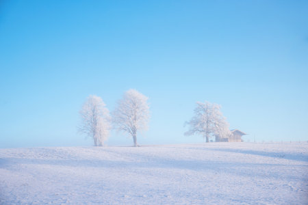frosty foggy winter landscape, three trees and a hut with hoarfrost. blue sky with copy spaceの写真素材
