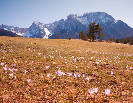 meadow with alpine crocus flowers, karwendel alps view, pink toned. landscape upper bavariaの写真素材