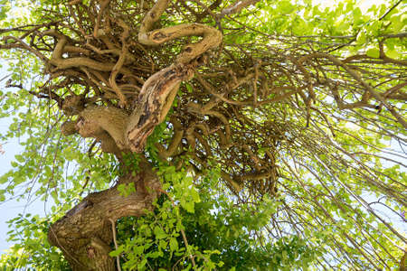 funny tree with windingly branches and green leaves, view from bottom upの写真素材