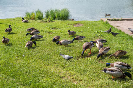 ducks and doves picking in the grass at lake shore meadow