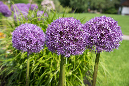 three purple allium balls, plantation in the garden