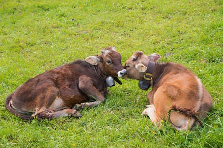 two calves lying at the green pasture, young milker cowsの写真素材