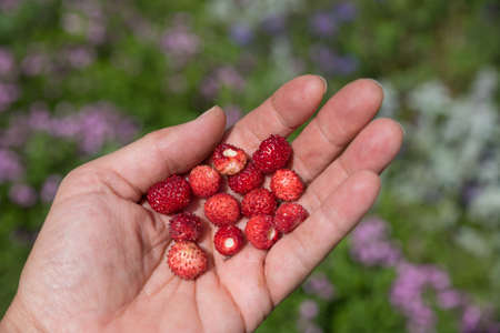 womans hand with picked wild strawberries, blurry garden background with pink saponaria flowers