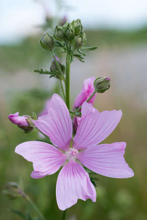 closeup of pink hollyhock mallow, malva alcea blossom