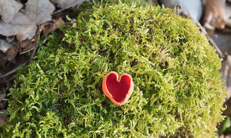 orange peel fungus, sarcoscypha mushroom in the green moss, in shape of a heart grownの写真素材