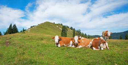 group of milkers at alpine pasture, bavarian alps. blue sky with cloudsの写真素材
