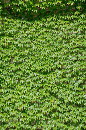 virginia creeper at the house facade, natural green background