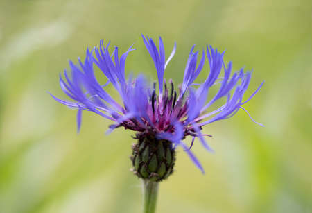 blue knapweed blossom, centaurea triumfettii, against blurry green background. selective focusの写真素材