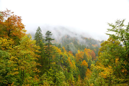 colorful autumnal forest at a foggy day in october. sky with copy space