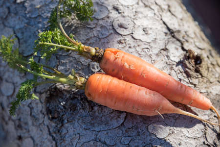 two carrots from home garden on rustic tree stem backgroundの写真素材