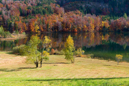 autumnal scenery lake Laudachsee, green meadow and colorful forest, austria landscape Salzkammergutの写真素材
