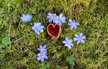 Orange peel fungus, sarcoscypha mushroom in moss and leaves, grown in shape of a heart. liverwort flowersの写真素材