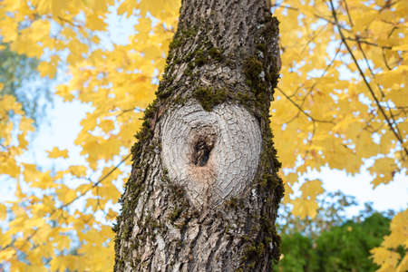 stem of a maple tree with natural heart shape, formed by cutted branch, yellow leaves in autumn