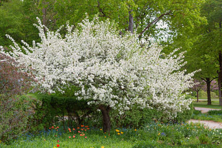 blooming apple tree in the vernal park landscape, westpark munichの写真素材