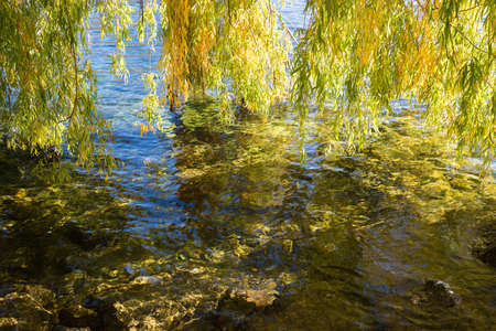 willow branches hanging over rippled water, at lake shore