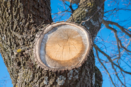 closeup of a tree bark with snag and wood scar, blue sky