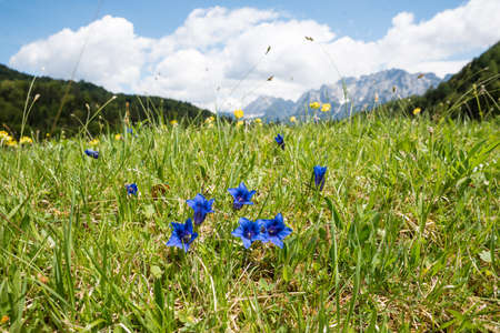 meadow with alpine gentian blossoms, karwendel alps in background. blue sky with cloudsの写真素材