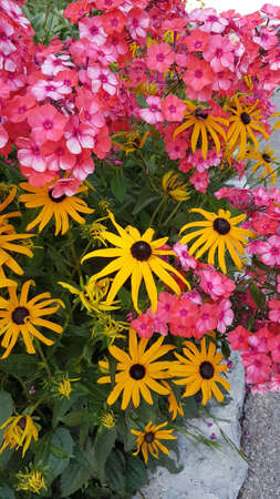yellow echinacea blossoms and pink phlox plantationの写真素材