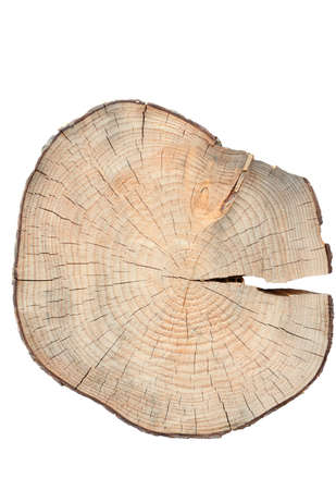 cross section of a tree trunk, isolated on white background. vertical shot.の写真素材