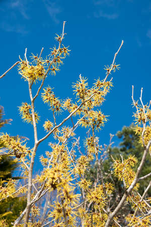 blooming witch hazel, fodder plants for bees at end of winter season, blue skyの写真素材