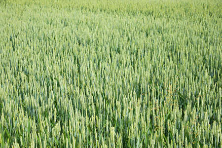 growing wheat field with green ears, agricultural backgroundの写真素材