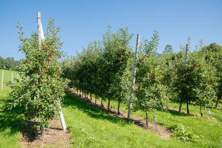 plantation of young apple trees with ripe fruits, harvest timeの写真素材