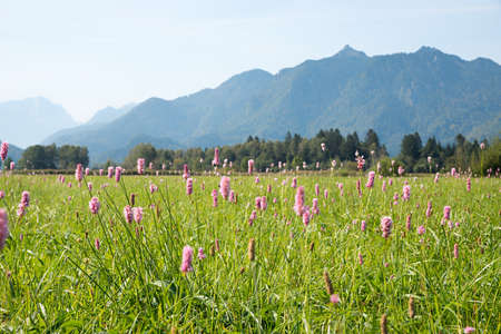 Blooming knotweed at marsh area Murnauer Moos, near Ohlstadt, Bavarian landscapeの写真素材