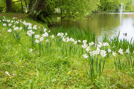 blooming white narcissus flowers, lakeside Irlinger Weiher, spa garden Bad Aibling at springtimeの写真素材