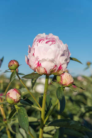 Light pink peony blossom and buds, blue sky background, verticalの写真素材