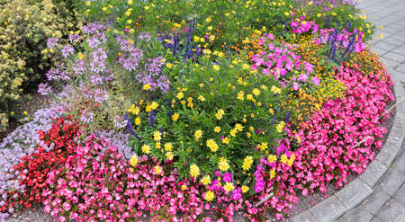 beautiful colorful flower bed beside the road, with pink impatiens and begonias, tagetes salvia and yellow margueritesの写真素材
