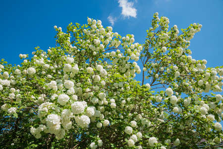 viburnum bush with lots of white blossoms, horizontal shot. blue sky backgroundの写真素材