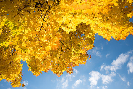 view from bottom up to crown of maple tree with autumnal golden leaves, sunny october day. blue skyの写真素材
