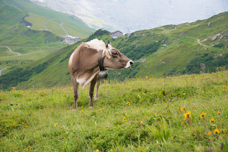 Alpine landscape with green meadow and brown milker cow, Bernese Oberland, Switzerlandの写真素材