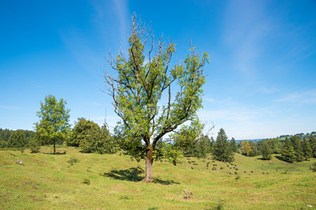 Hilly landscape of Buckelwiesen near Ohlstadt. geomorphological peculiarity of the region of upper bavariaの写真素材