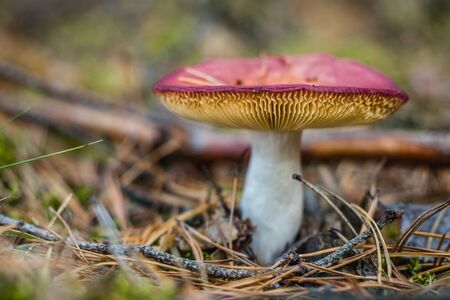 Red mushroom with gills on a blurred forest background with moss, twigs and pine needles