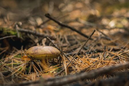 Close up of a brown mushroom on wild forest background with grass, moss and sticks.