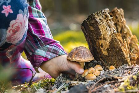 Close up of a girl picking a mushroom on wild forest background with grass, moss and sticks.の写真素材