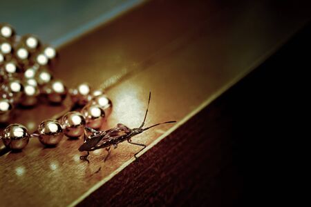 Western conifer seed bug walking across the table at a Christmas chain of beads. Leptoglossus...