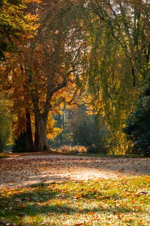 Beautiful autumn landscape with pleasant warm sunny light. Picture taken in Bad Muskau park, Saxony, Germany.の写真素材