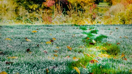 Footprints on wet grass on a beautiful autumn morning. A path marked out by a man through a dewy lawn with leaves. Bad Muskau, Saxony, Germany.の写真素材