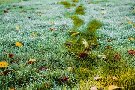 Footprints on wet grass on a beautiful autumn morning. A path marked out by a man through a dewy lawn with leaves. Bad Muskau, Saxony, Germany.の写真素材