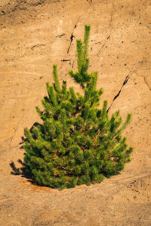 Pine growing by the shore of a lake created from an old iron ore mine in sunny autumn light. Bad Muskau, Saxony, Germany.の写真素材