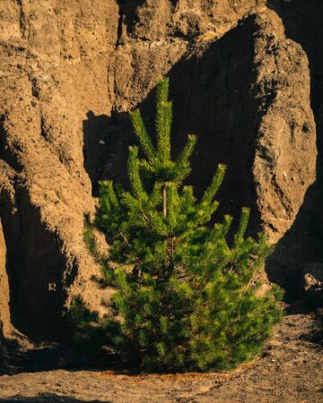 Pine growing by the shore of a lake created from an old iron ore mine in sunny autumn light. Bad Muskau, Saxony, Germany.の写真素材
