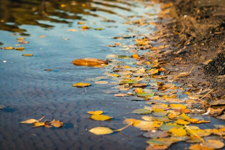 Lake shore with yellowed leaves. Visible delicate waves and beautiful wavy bottom. Beautiful autumn calm view.の写真素材