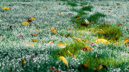 Footprints on wet grass on a beautiful autumn morning. A path marked out by a man through a dewy lawn with leaves. Bad Muskau, Saxony, Germany.の写真素材
